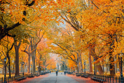 Autumn trees lining a Central Park path